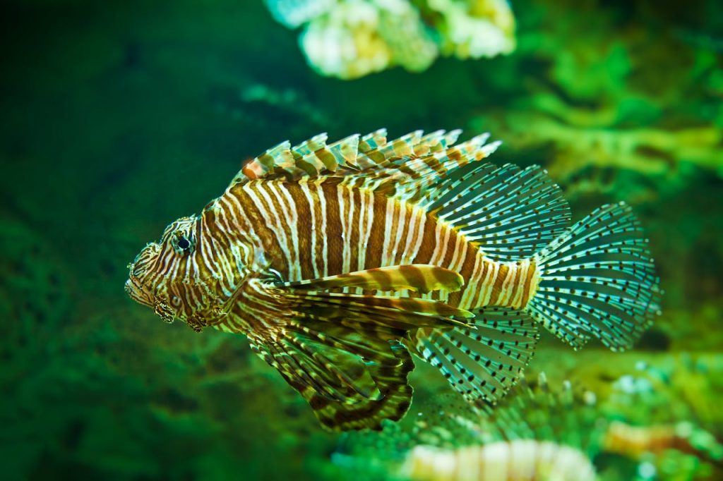 Close-up of a colorful red lionfish swimming gracefully in an aquatic environment.