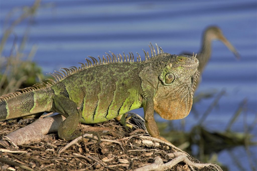 iguana, animal, bank, lizard, scales, wildlife, tropical, exotic, invasive, species, nature, iguana, iguana, iguana, iguana, iguana